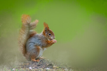 Red squirrel eating on green moss, bushy tail, soft focus woodland background