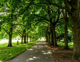 Serene Tree-Lined Pathway Through Lush Green Park Landscape
