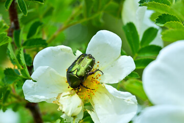 wild rose bolssoms in spring, visited by bees and beetles