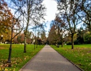 Serene Autumn Walkway Surrounded by Trees and Nature's Beauty