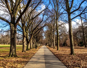 Fototapeta premium Serene Tree-Lined Pathway in a Calm Park During Autumn Season