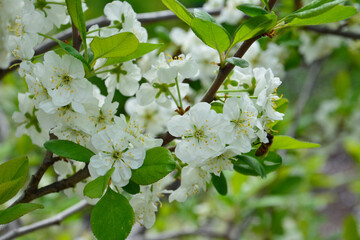 Close-up of White plum Blossoms in Spring