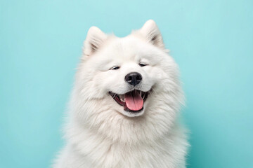 Smiling samoyed dog against a teal background showing a happy and playful expression
