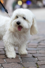 Portrait of a Leashed Maltese Dog Standing on a Cobbled Street with Tongue Out