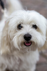 Close-Up Portrait of a Maltese Dog with a Cheerful Expression and Fluffy White Fur