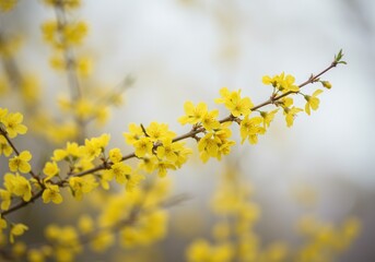 Forsythia branch blooming with bright yellow flowers against soft background