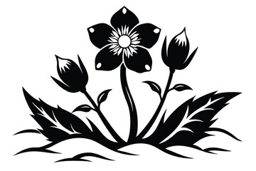Hellebore plant blossoms beautifully with sepals and stem in black and white monochrome