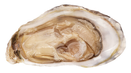 Oyster isolated on white background, full depth of field