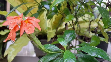 Bright peach Firecracker Flowers (Crossandra infundibuliformis) reveal delicate floral details amidst lush green foliage in a tropical setting