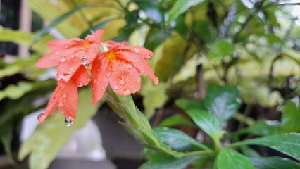 Peach Firecracker Flower (Crossandra infundibuliformis) bloom and vibrant orange Aboli blossom detail from a blooming firecracker plant, a tropical peach flower cluster