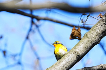 枝に止まるキビタキ