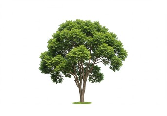 Isolated deciduous tree with green leaves and a brown trunk stands against a bright white background, showcasing its natural beauty