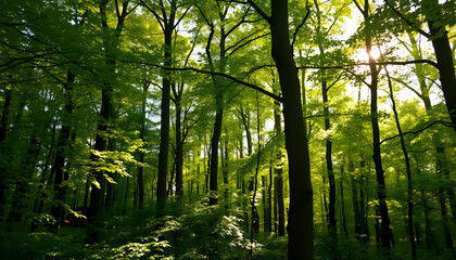 Obraz premium Buchenwald im Nationalpark Hainich mit Sonnenstrahlen