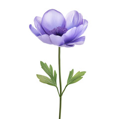 Delicate light purple flower