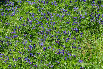 (Buglossoides purpurocaerulea) Purple gromwells. Ground cover plant of creeping narrow pointed dark...