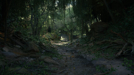 ジャングルの通り道