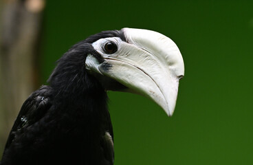 Palawan hornbill portrait animals birds zoo