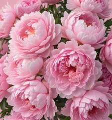 Fototapeta premium Tightly packed pink peonies, pastel pink background, bunch, floral design