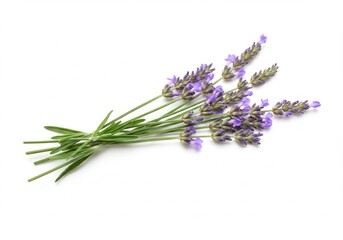 Naklejka premium Small bunch of fresh lavender stems with purple flowers lying on a white surface in a simple composition