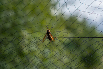 A bug resting on top of a wire with a backdrop of a forest
