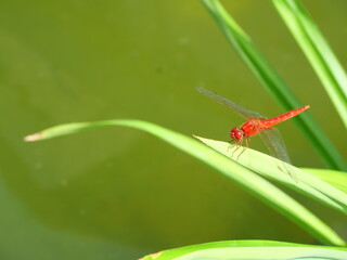 Scarlet skimmer or Crimson darter Dragonfly on leaf with natural green background