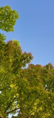 Obraz premium trees and sky