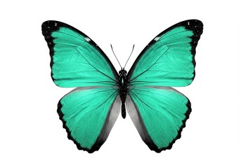 Fototapeta premium Vibrant turquoise butterfly with black markings isolated against a clean white backdrop in a close-up view