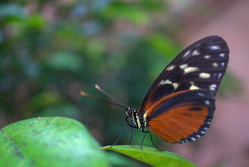 brown butterfly on a leaf (vers. 1)