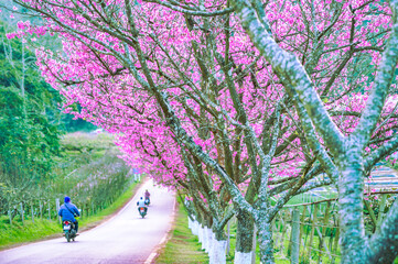 Natural Series : Beautiful scenery of the agricultural garden at Doi Ang Khang.