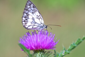 white butterfly on a flower (vers. 1)