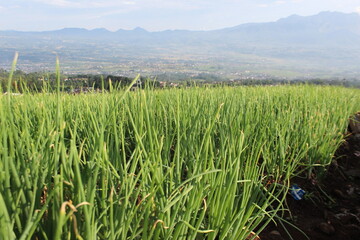 Lush green leek stretches to the horizon, showcasing vibrant growth and rural landscape.