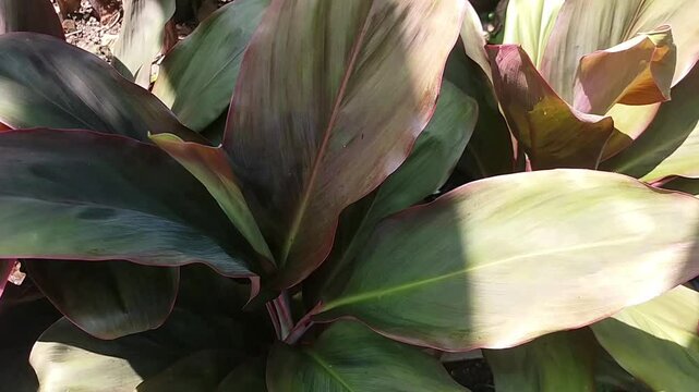 Green cordyline fruticosa commonly called ti plant, palm lily, cabbage palm, good luck plant, Convallaria fruticosa L., Asparagus terminalis L., Cordyline terminalis or andong (indonesian)