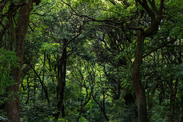 Obraz premium 初夏の新緑の森 明治神宮の森