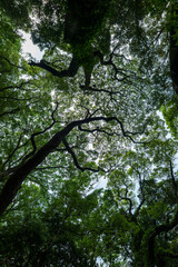 初夏の新緑の森　明治神宮の森