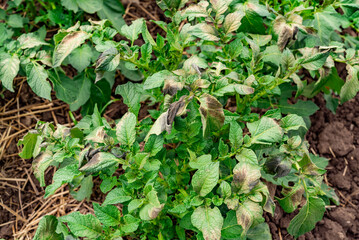 Potato plants showing signs of disease in a garden located in a rural area during early summer
