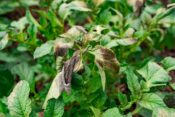 Potato plants showing signs of disease outdoors in a garden setting during late summer