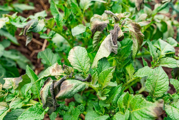 Potato plants affected by disease showing signs of wilting and discoloration in a rural garden setting