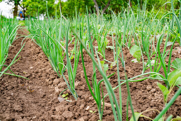 Freshly growing green onions thrive in a sunny garden, showcasing healthy soil and vibrant plants in springtime