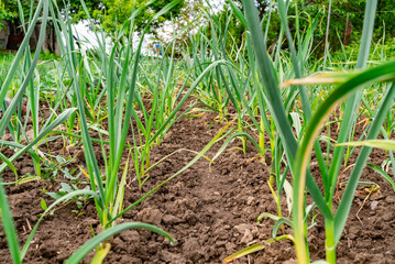 Fototapeta premium Rows of green garlic plants thriving in a well-tended garden on a sunny day in spring