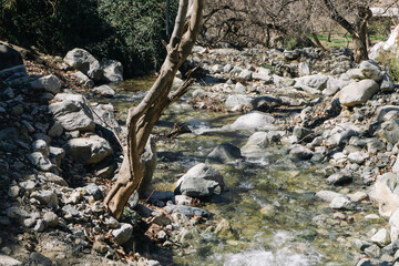 Clear mountain stream background. Rocks and boulders. Trees without leaves. Fresh cold water. Scenic riverbed view. Stones in forest. Peaceful and wild place. Tranquil outdoor landscape.