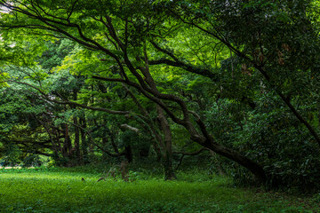 Obraz premium 初夏の新緑の森 明治神宮の森