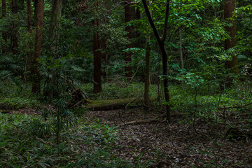 初夏の新緑の森　明治神宮の森
