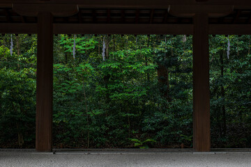 Fototapeta premium 初夏の新緑の森 明治神宮の森