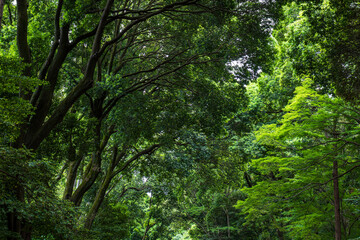 Obraz premium 初夏の新緑の森 明治神宮の森