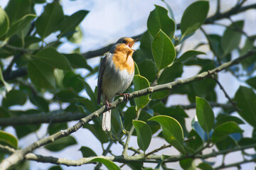 European robin (Erithacus rubecula) sitting on a tree branch in Zurich, Switzerland