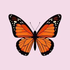 butterfly vector illustration on white background