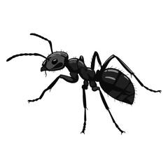 vector illustration of black ants on white background