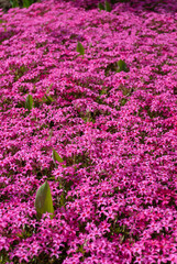 Obraz premium Pink moss phlox in spring or summer flower garden. Phlox subulata. Natural background
