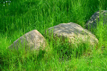 Stone, boulder, in a meadow,