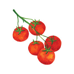Watercolor illustration of fresh red tomatoes, perfect for product packaging, labels, menus, web design, banners, book illustrations and art prints with a natural, organic style.